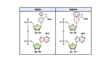 What is NADH made of?