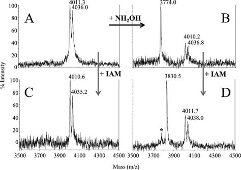 Hydroxylamine and iodoacetamide treatment to unambiguously identify ...