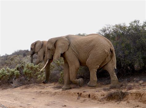 Sanbona Wildlife Reserve Explorer Camp. | The Incidental Tourist