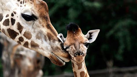 Baby Giraffe Wallpapers - Top Free Baby Giraffe Backgrounds - WallpaperAccess