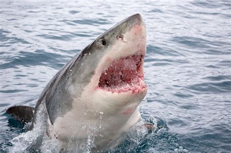 Fatal shark attacks peak in 2020, deadliest since 2013