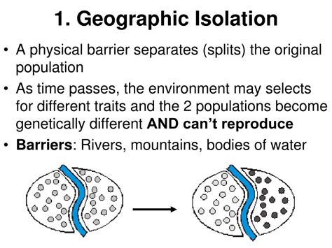 PPT - How do new species arise? -- Speciation -- PowerPoint Presentation - ID:7037369