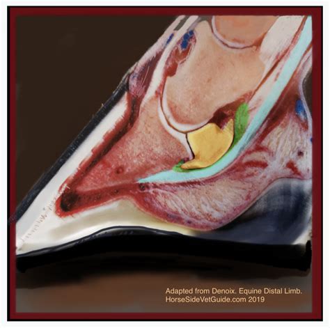 Understanding Navicular Syndrome & Heel Pain in Horses