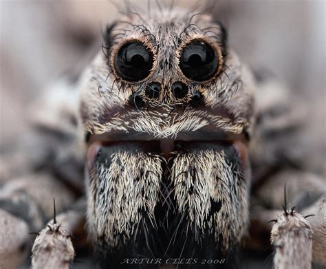 171.Lycosa tarantula by Bullter on DeviantArt