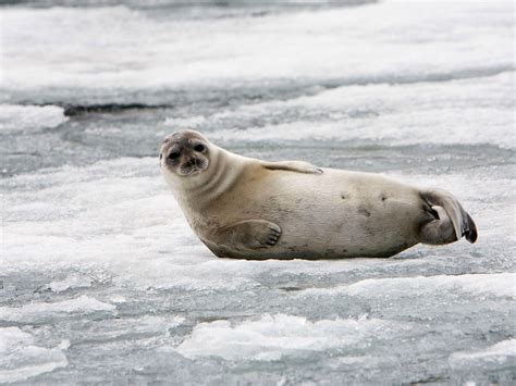 Largest ever protected habitat proposed for Arctic ringed seals ...