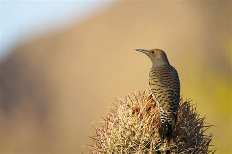 20 Captivating Types of Woodpeckers