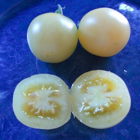 Snow White Cherry Tomato seeds - Price: €1.75