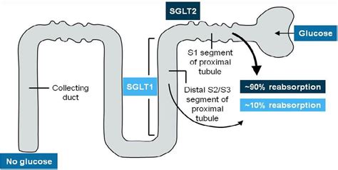 SGLT2 Inhibitors: A New Class of Diabetes Medications