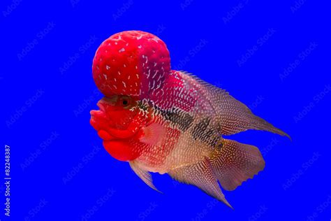 Flower horn fish series Stock Photo | Adobe Stock