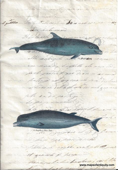 Dolphins (Reproduction) – Maps of Antiquity