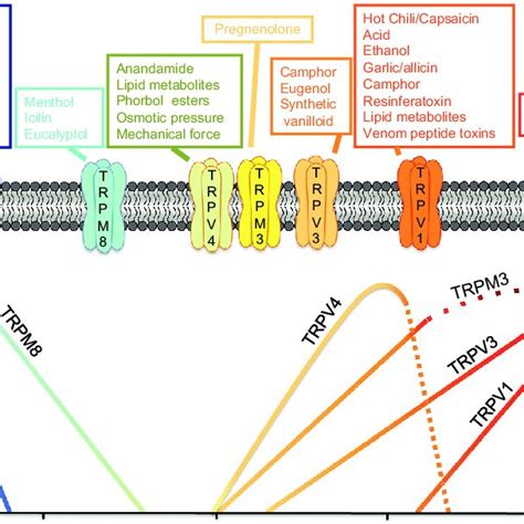 Structural-functional features of cytoplasmic regions in TRP channels ...