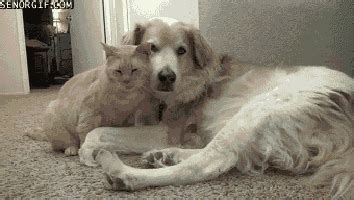 Having A Bad Day? Here Are Some Cuddling Animals