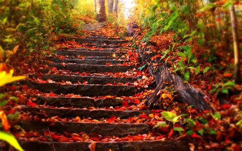 Foliage covered steps wallpaper - Photography wallpapers - #22624