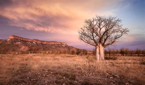 How did the iconic boab tree get to Australia?