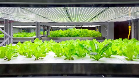 Benefits of Hydroponic Growing: A Soil-Free Solution for Plants