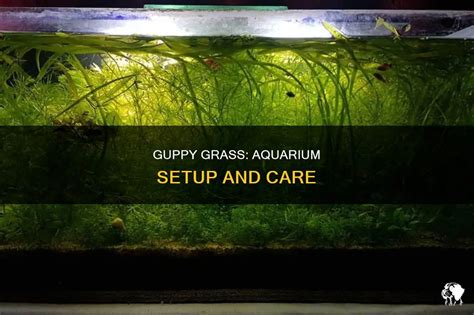 Guppy Grass: Aquarium Setup And Care | PetShun