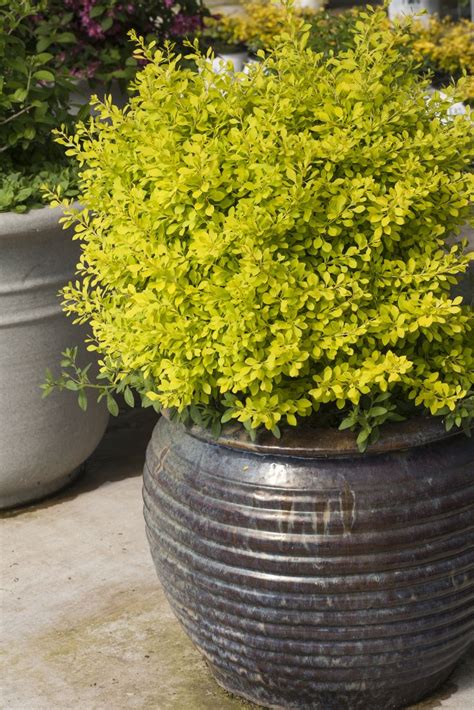 47 best Shrubs for Containers images on Pinterest | Container garden ...