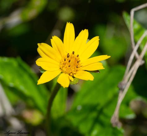 Boyd Hill Nature Preserve – Imagine Our Florida, Inc