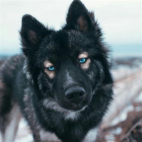 Blue Eyed German Shepherd Husky Mix | Blue Eyes Shepsky • ShepskyMix