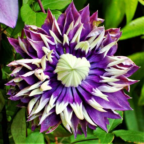 Purple Queen Of The Vines Plants For Sale | Clematis - Taiga – Easy To Grow Bulbs