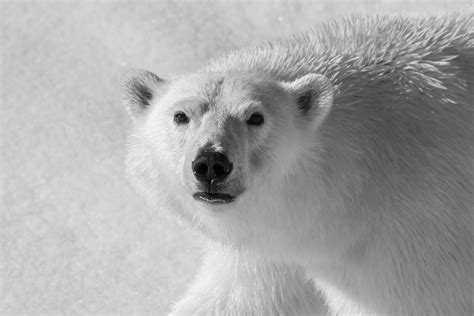 Polar Bear Close-up - David Sinclair Photography