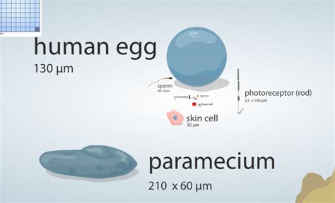 Site: Cell Size And Scale