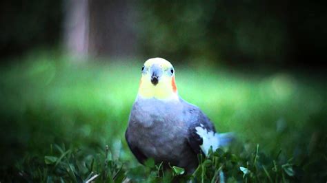 Cockatiel Wallpapers - Top Free Cockatiel Backgrounds - WallpaperAccess