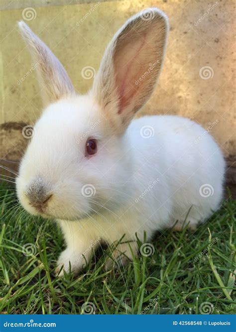 Albino Rabbit Stock Photo | CartoonDealer.com #4941708