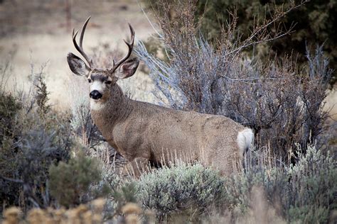 Mule Deer Buck in Central Oregon – classyshots photography