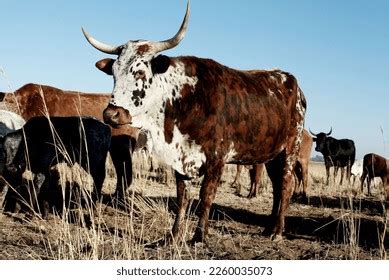 1,174 Nguni Cattle Images, Stock Photos, 3D objects, & Vectors | Shutterstock