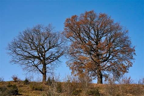 Bare autumn trees against a clear blue sky | Two trees both … | Flickr