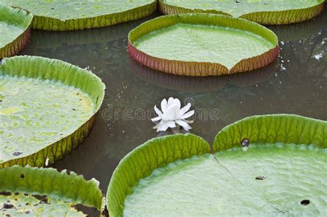 Victoria Lotus Flower in Lake Stock Photo - Image of bloom, lillie: 26057452