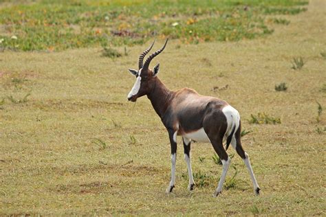 South Africa Birding Tours - South Africa Birdwatching - Birdquest