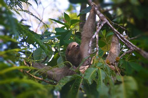 Sloth | Natural habitat | Proyecto Asis | Flickr