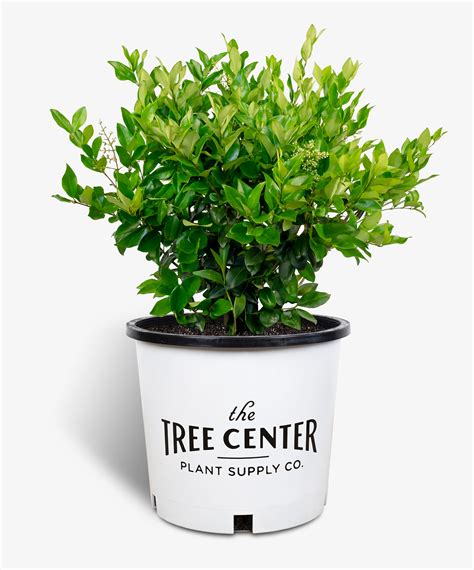 Waxleaf Privet Shrubs For Sale Online | The Tree Center