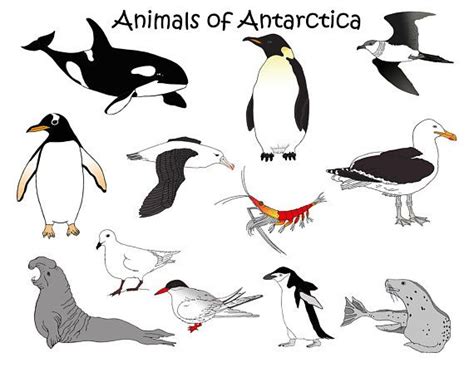 Antarctica Animals Downloadable clipart orca penguin seal krill gulls birds frozen home school ...