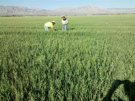 Growing Oats