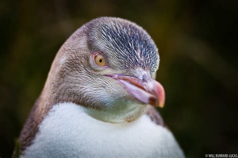 Juvenile Yellow-eyed Penguin | Will Burrard-Lucas