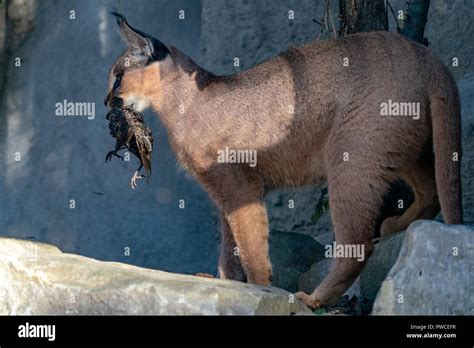 Caracal hunting hi-res stock photography and images - Alamy