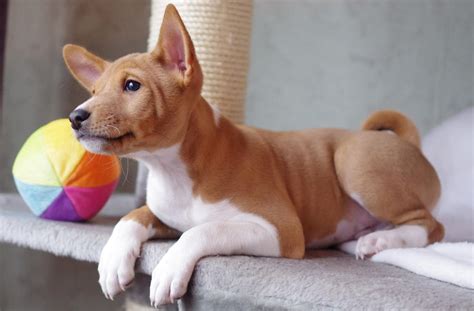 Basenji Puppies 3 - ADogBreeds.com | Basenji puppy, Puppies, Dog breeds