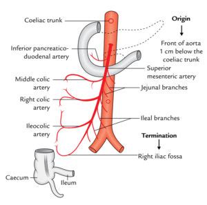 Superior Mesenteric Artery – Earth's Lab