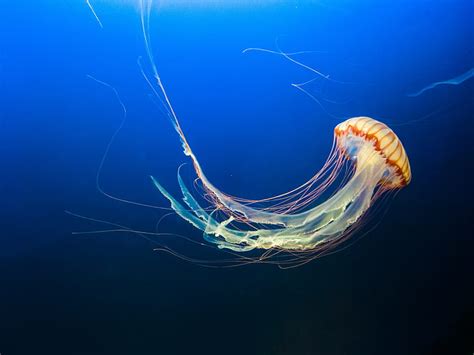 HD wallpaper: Jellyfish, 4K, Aquarium, Blue, 8K, Underwater | Wallpaper Flare