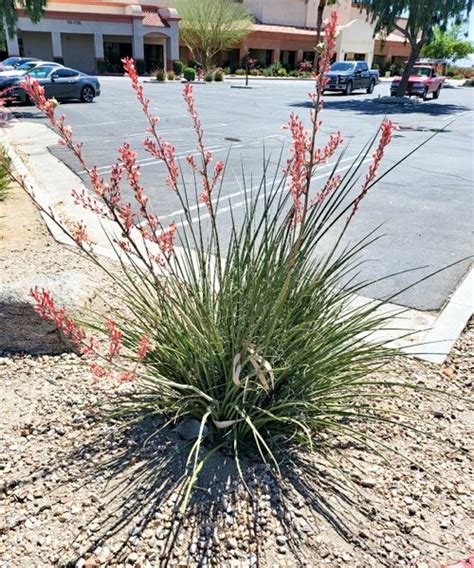 Red Yucca — GDNC Nursery