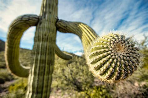 How Plants Adapt to the Desert or Low Water Environments | PBS