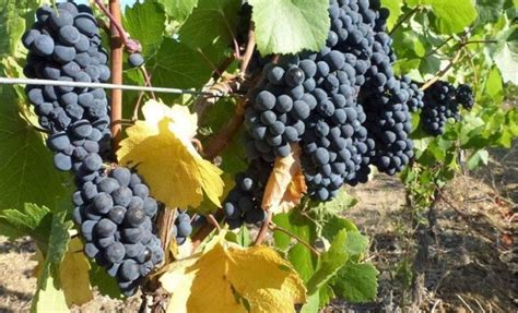 Discover the 10 Most Used Portuguese Grapes in Wine Production