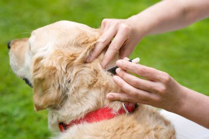 health - How effective is flea and tick spot treatment on dogs with hair? - Pets Stack Exchange