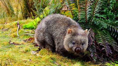 Wombat Fact Sheet | Blog | Nature | PBS