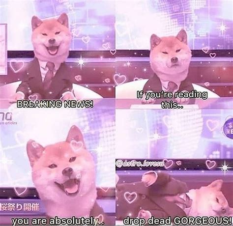 14 Funny Shiba Inu Memes That Will Make You Smile - Page 2 of 3 - PetPress