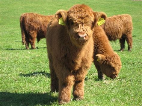 Guide to Miniature Cattle Breeds for Your Small Modern Homesteading Farm | Miniature cattle ...