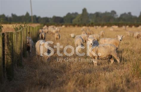 Grazing Sheep At Sunset Stock Photo | Royalty-Free | FreeImages